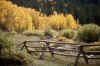 Boreas_Pass-Aspens2.jpg (40327 bytes)